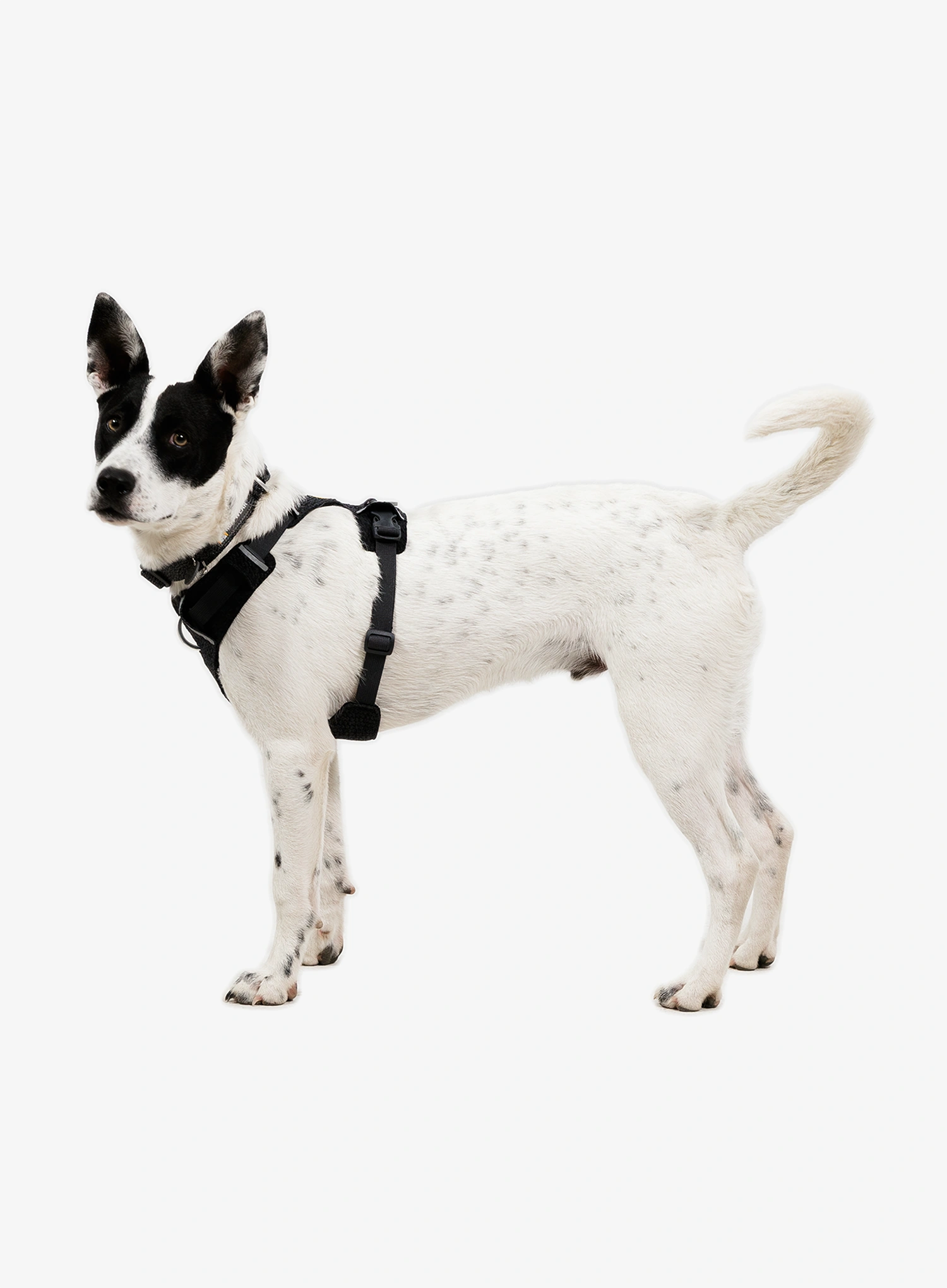 Нагръдник за куче Ruffwear Front Range Flex Harness S  - basalt gray