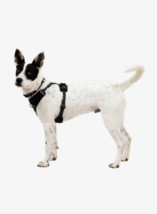 Нагръдник за куче Ruffwear Front Range Flex Harness XS - basalt gray