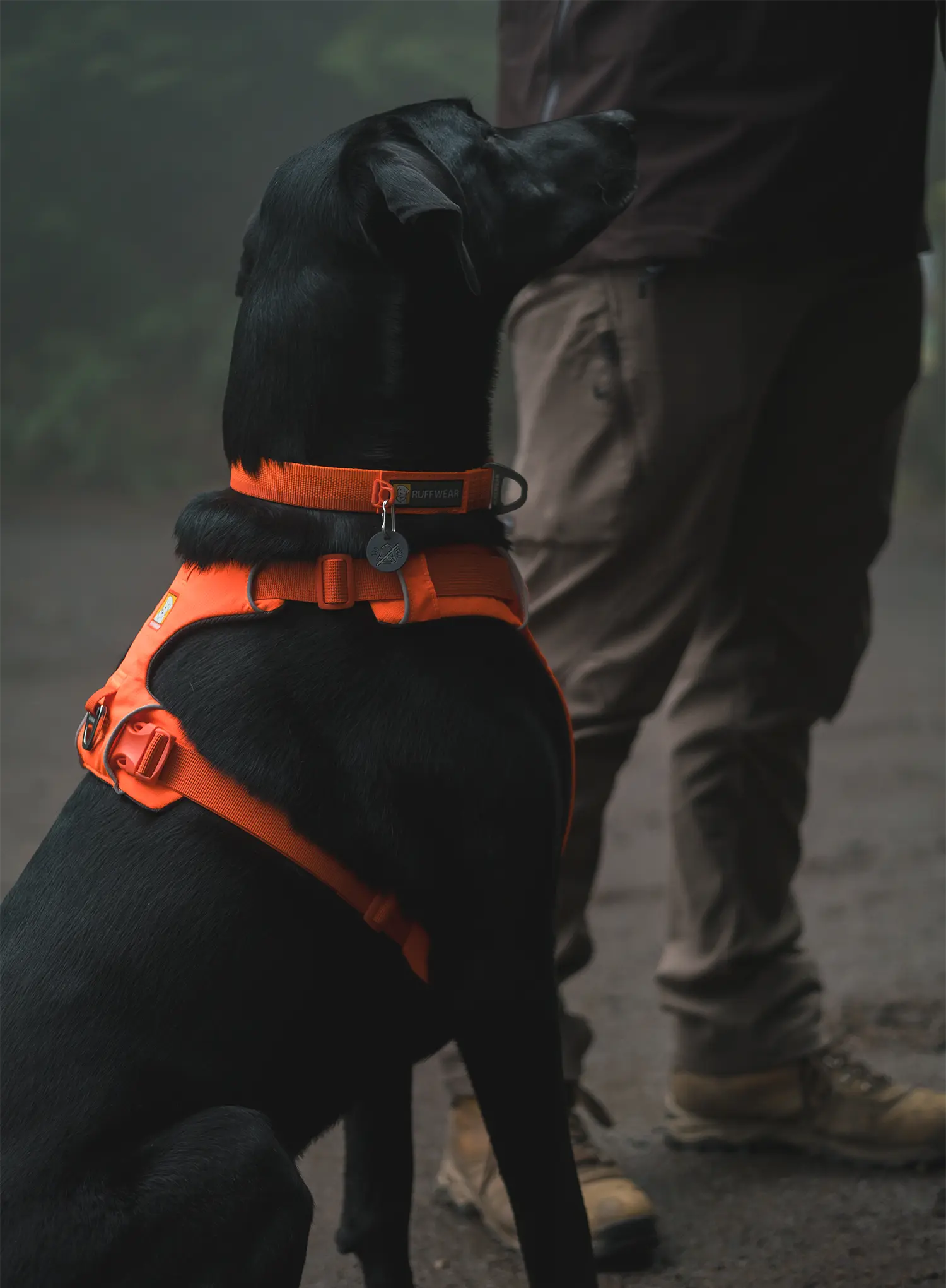 Нагръдник за куче Ruffwear Web Master Harness - blaze orange