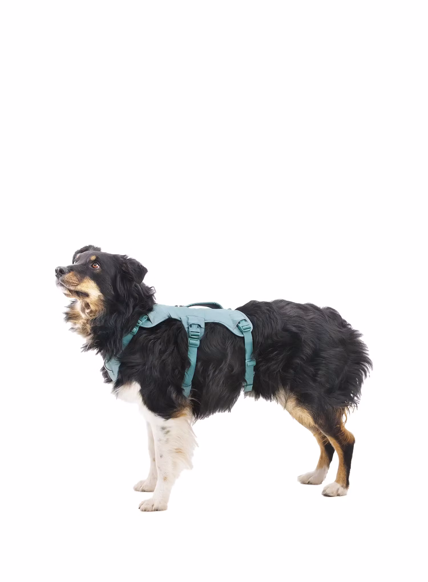 Нагръдник за куче Ruffwear Web Master Harness - river rock green
